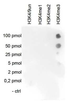Dot Blot: Histone H3 [Trimethyl Lys4] Antibody [NBP2-59226] - Figure A Dot Blot analysis was performed to test the cross reactivity of the antibody against H3K4me3 with peptides containing other H3K4 methylations and the unmodified sequence. One hundred to 0.2 pmol of the respective peptides were spotted on a membrane. The antibody was used at a dilution of 1:10,000. Figure shows a high specificity of the antibody for the modification of interest.